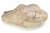 Fossil Oreodont (Merycoidodon) Skull - South Dakota #249247-5